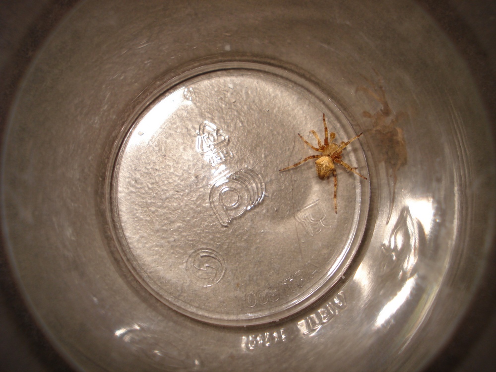 Neoscona subfusca - Galliera (BO)